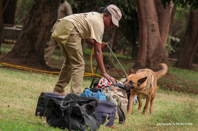 African Wildlife Foundation Canines for Conservation