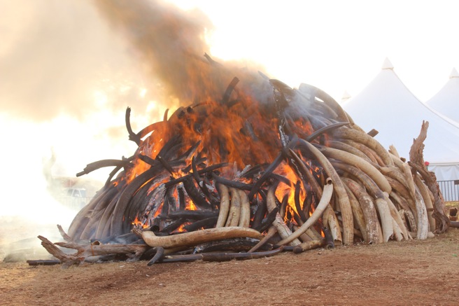 15 Tonnes of Ivory Destroyed in Kenya’s Nairobi National Park.