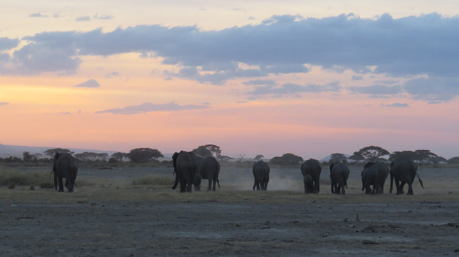 Elephant herd walking into sunset in Kenya. 
