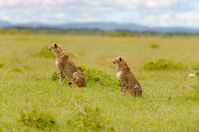 Two sitting cheetahs in Kenya. Photo by Robyn Gianni