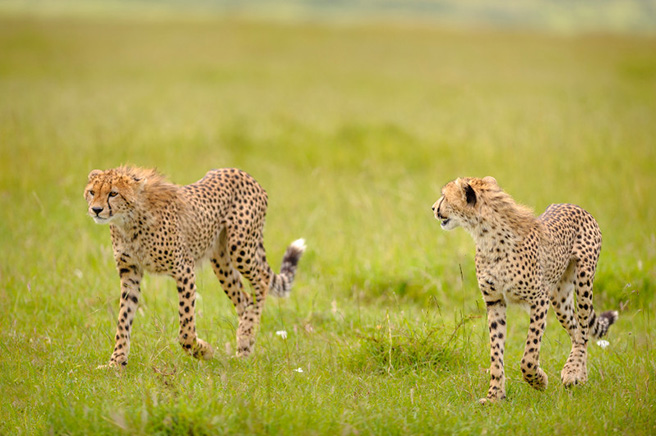 Two cheetahs in Kenya. Photo by Robyn Gianni
