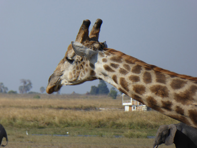 Giraffe by Rosemary Black