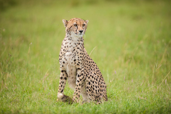 Adult female cheetah in Kenya. Photo by Robyn Gianni
