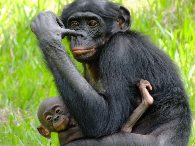 Bonobo in Democratic Republic of Congo
