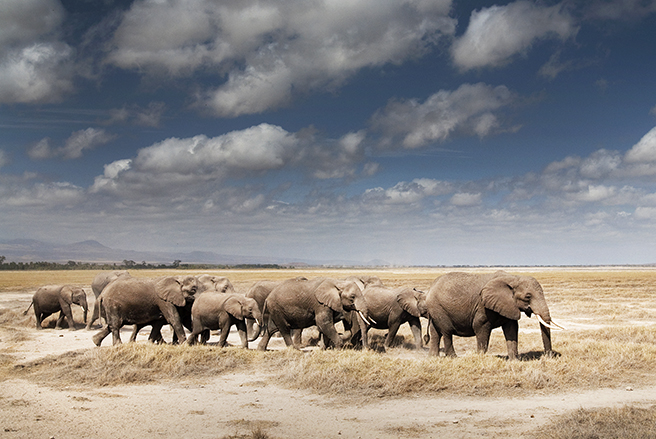 Elephants in Arusha National Park