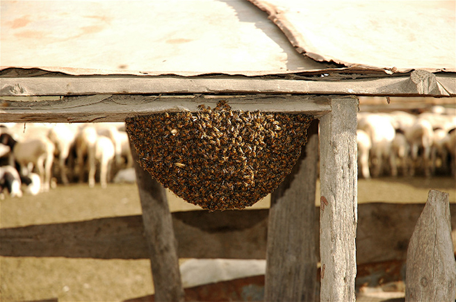 Beehive on a fence. Photo by David Thomson