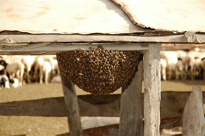 The Unique Function of HONEY BEES in Elephant Conservation