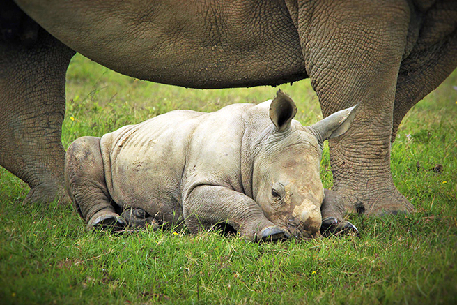 Thandi and rhino calf Thembi