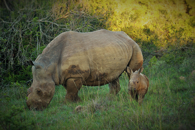 Baby Thembi and Thandi the rhino