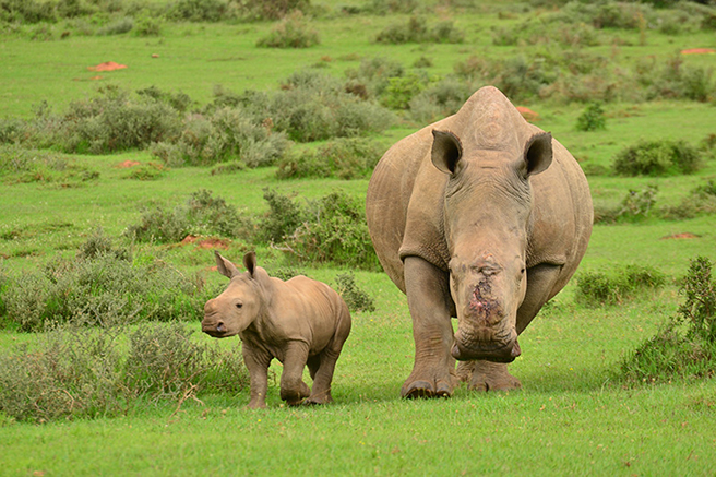 Thandi and rhino calf Thembi in Kariega Game Reserve