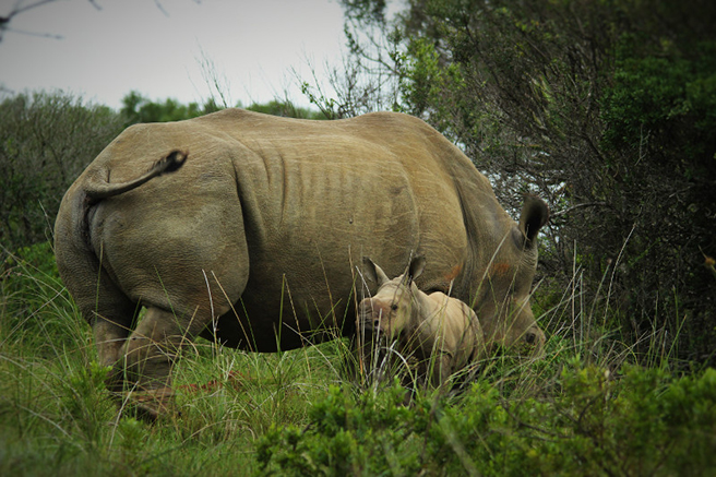 Thandi the rhino and Thembi share a tender moment in Kariega