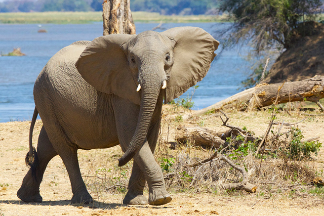 Elephant with small tusks