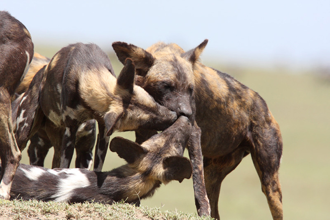 African wild dogs