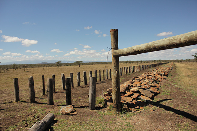 A wildlife corridor in Kenya. Photo by Olivia Cosby