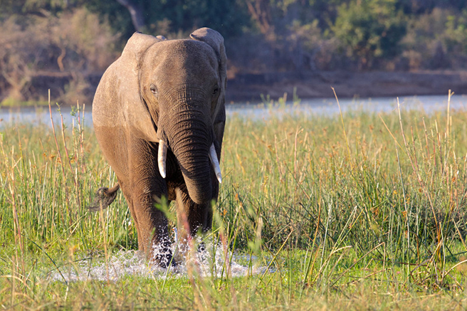 Elephant close up. Photo by Bill Gordon