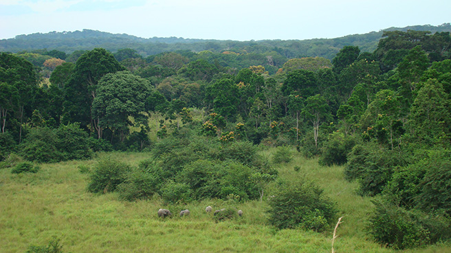 An elephant group emerging from the forest into a savanna clearing. Photo by: Stephanie Schuttler