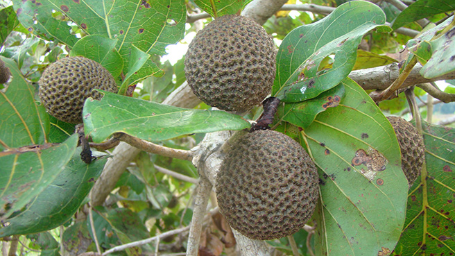 Fruits from a Nauclea diderichii tree. Photo by Stephanie Schuttler