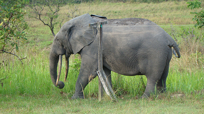 Billy the forest elephant scratching on the laundry pole. Photo by Stephanie Schuttler