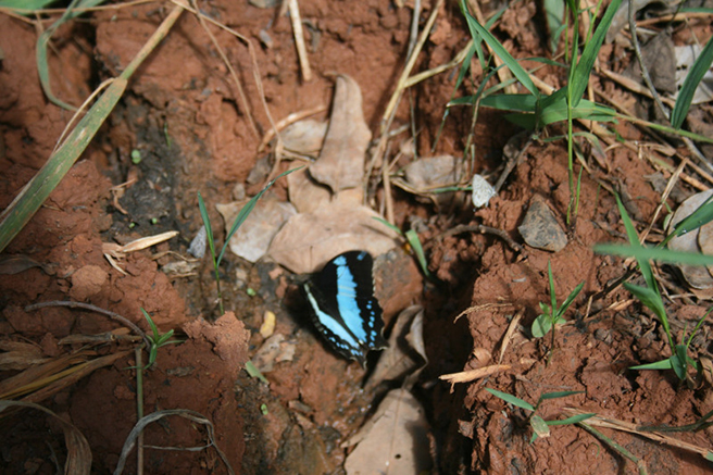Butterfly sighting during the Kolo Hills biodiversity scoping expedition