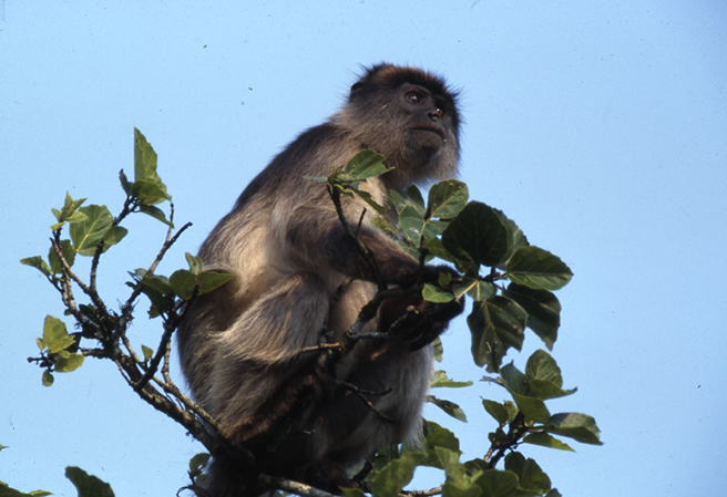 Ugandan red colobus