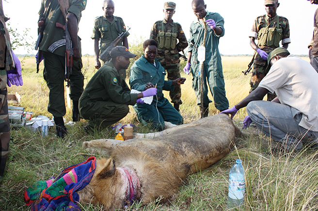 Dr. Margaret treating a lion in Queen Elizabeth National Park in Uganda