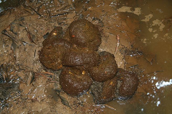 An example of fresh forest elephant dung – a great source for DNA.