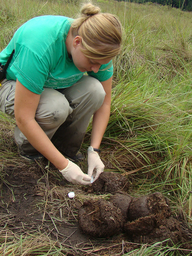 Stephanie Schuttler collecting a small piece of forest elephant dung to be used for DNA extraction.