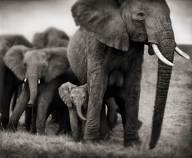 Elephant Qunquat photographed by Nick Brandt-Big Life Foundation