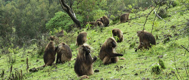 Gelada monkeys