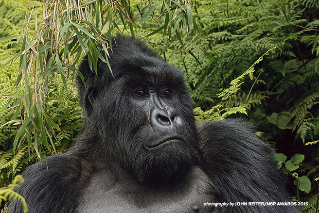 Mountain Gorilla