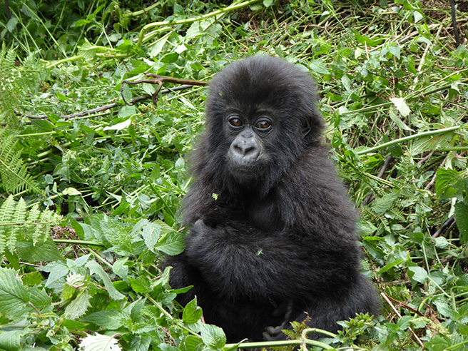 Baby mountain gorilla in Virunga