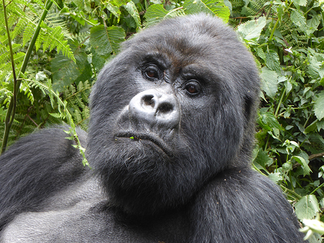 Mountain gorilla virunga