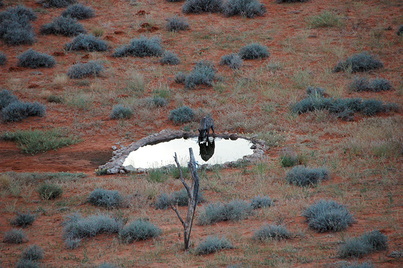 A hyena drinking at a watering hole at Kieliekrankie Wilderness Camp, Kgalagadi Transfrontier Park, South Africa