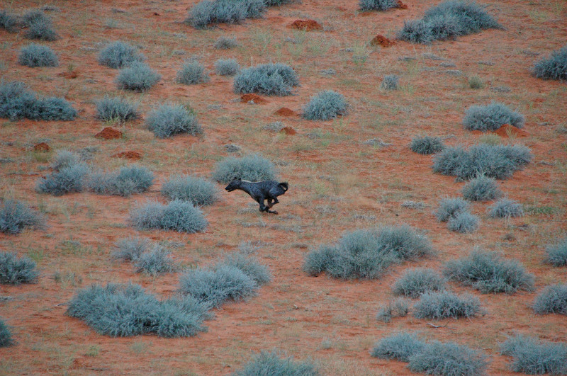 A hyena running at Kieliekrankie Wilderness Camp, Kgalagadi Transfrontier Park, South Africa