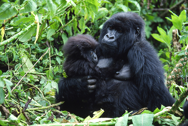 Mountain gorilla infant and mother in Rwanda. Photo by: Craig R. Sholley