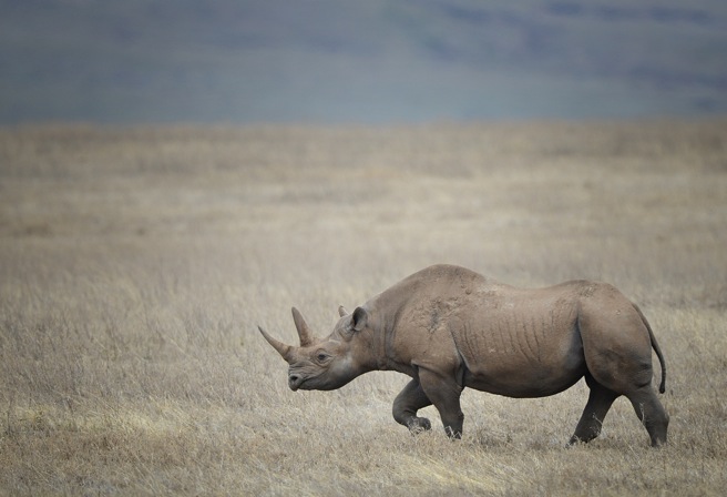Rhino wanders Tanzania&#039;s grasslands