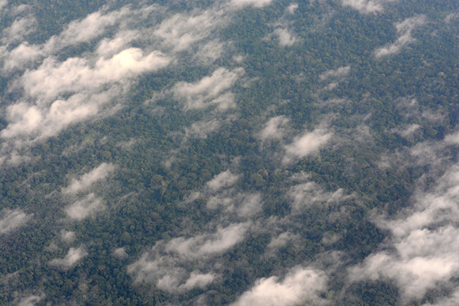 Aerial view of the Congolese rainforest 