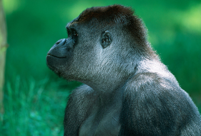 A profile of a Western lowland gorilla