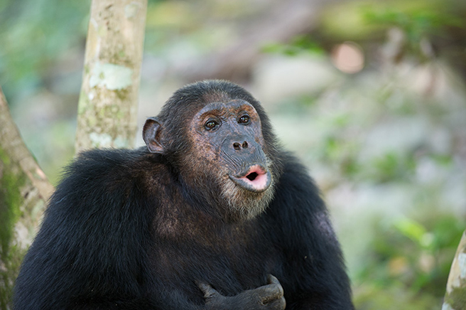 Chimpanzee in Virunga