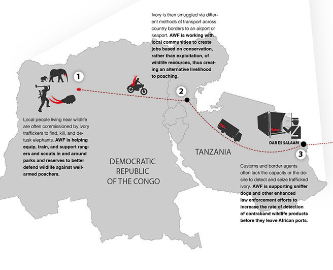 Ivory path from bush to market infographic