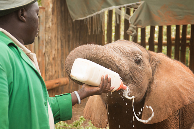 Orphaned elephant calf, Quanza in her pen at David Sheldrick Wildlife Trust