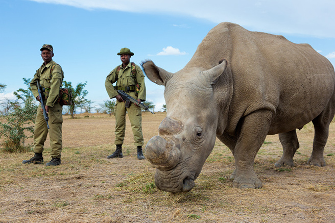 White rhino guarded by rangers 