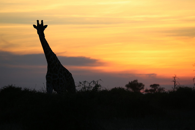 An East African giraffe stands in front of a sunset in Uganda