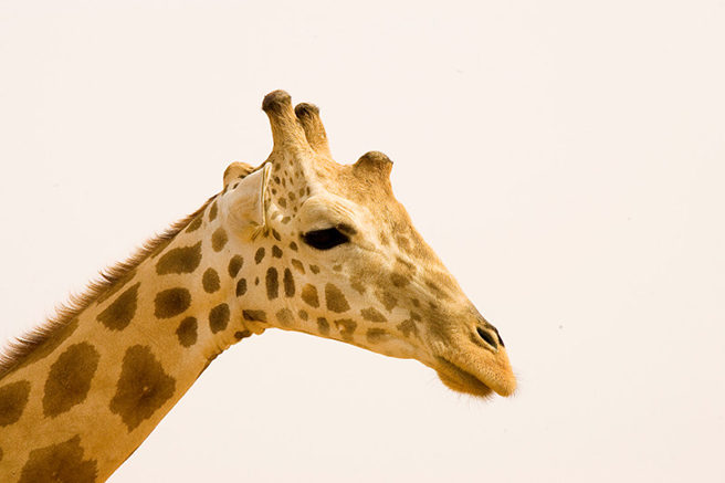 West African giraffe