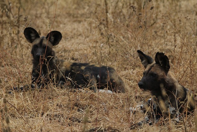 African wild dogs lying down at Manyara Ranch Conservancy in Tanzania. Photo by Tom Schovsbo