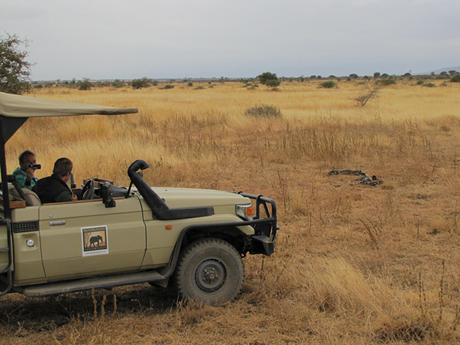 Manyara Ranch staff in AWF vehicle photographing African wild dogs. Photo by Tom Schovsbo