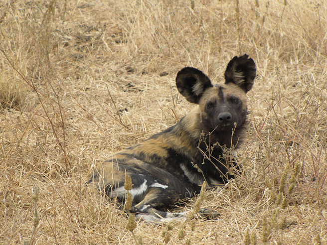 African wild dog lying down at Manyara Ranch Conservancy in Tanzania. Photo by Tom Schovsbo