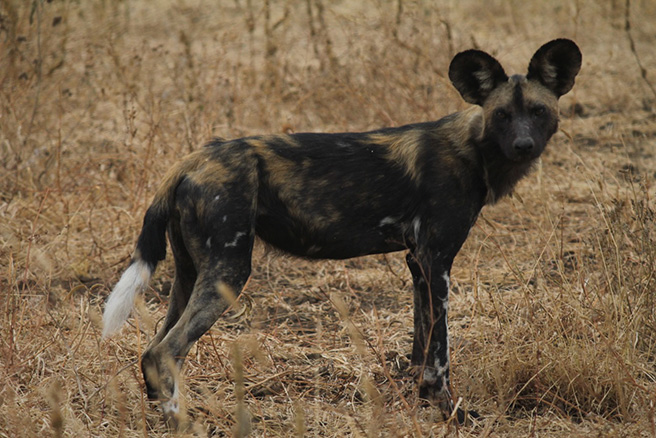 African wild dogs at Manyara Ranch Conservancy. Photo by Tom Schovsbo