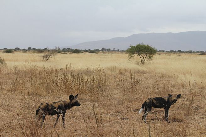 African wild dogs at Manyara Ranch Conservancy in Tanzania. Photo by Tom Schovsbo