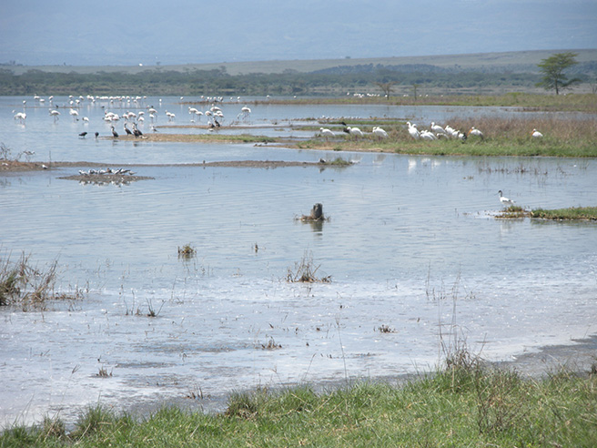 Photo of Lake Nakuru, located in the rift valley of Kenya. Photo by: Leslie Funk